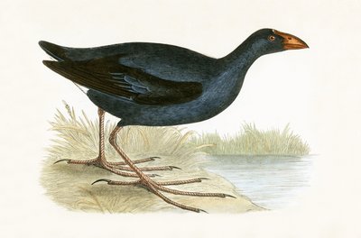 Purple Waterhen, illustration fra 