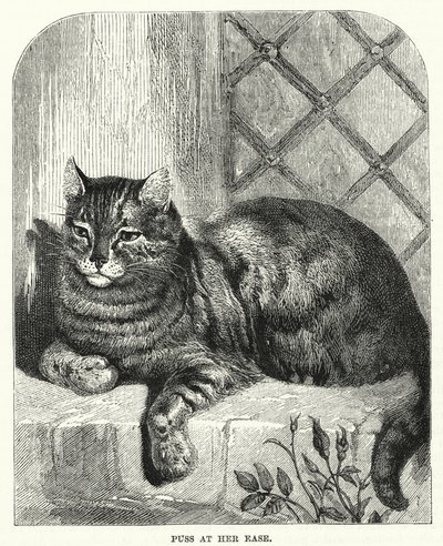 Puss in ihrer Bequemlichkeit von English School