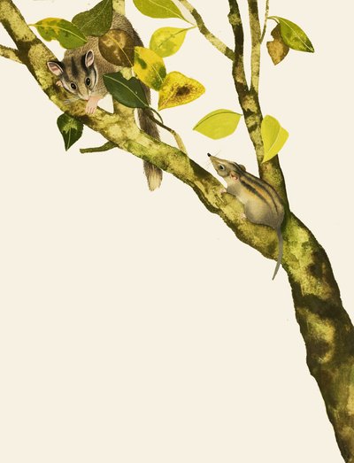 Pygmæ spidsmus af English School