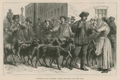 Pyrenäen-Ziegen in London von English School