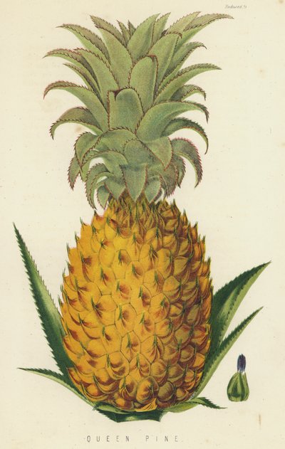 Queen Pine af English School