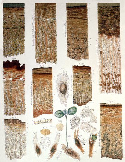 Kinin af English School