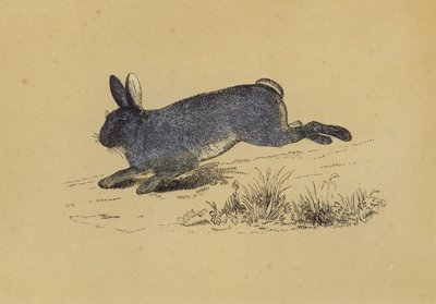 Kanin (farve litho) af English School