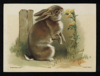 Kanin spiser gule blomster, julehilsenskort. (chromolitho) af English School