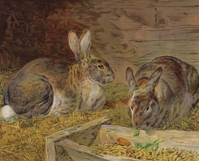 Kaniner i en lade (farve litho) af English School