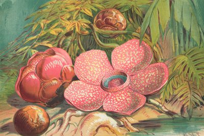 Rafflesia Arnoldii, kæmpe blomst i Sumatras regnskove af English School