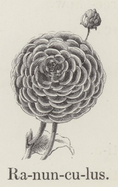 Ranunculus (gravering) af English School