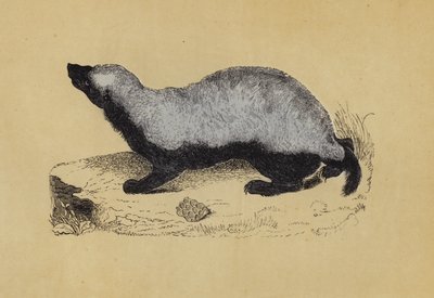 Ratel (farvelitografi) af English School