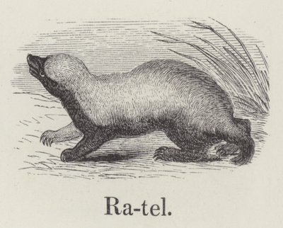 Ratel (gravering) af English School