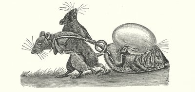 Rotter bærer et æg hjem (gravering) af English School