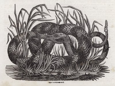 Rangleslange (gravering) af English School