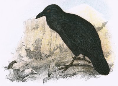 Raven af English School