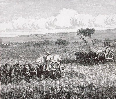 Reaping, South Adelaide, Australien af English School