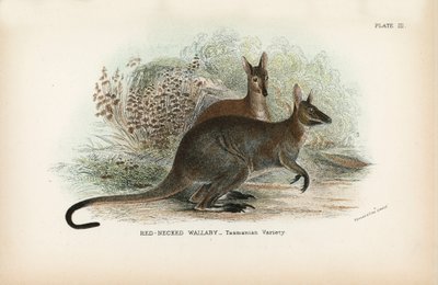 Rødhalset Wallaby Tasmanian Variety af English School