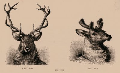 Red Deer (indgravering) af English School