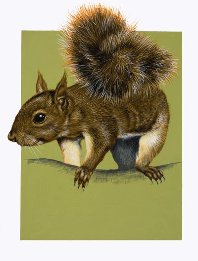 Red Squirrel (gouache på papir) af English School