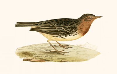 Rødstrubet pibe, illustration fra "A History of the Birds of Europe Not Observed in the British Isles" af Charles Robert Bree (1811-86), udgivet 1867 af English School