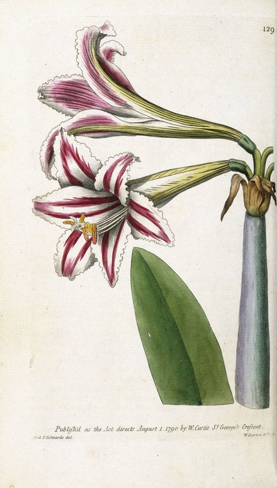 Rød- og hvidstribet lilje, 1799-1810 af English School