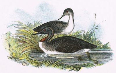 Rødstrubet dykker af English School