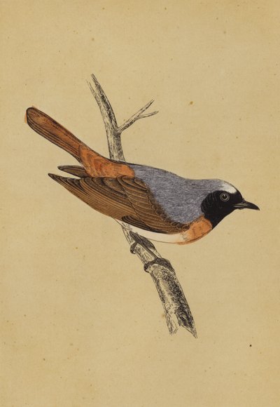 Rødstjert (farvelitografi) af English School