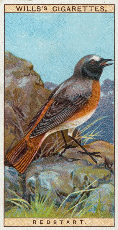 Rødstart af English School