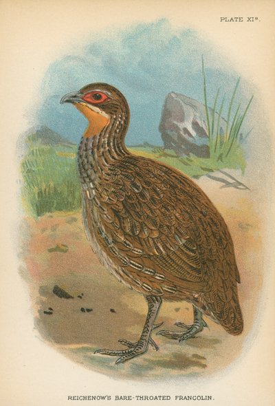 Reichenows barhalsede Francolin af English School