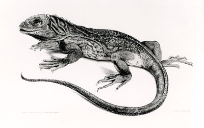 Krybdyr, illustration fra "The Zoology of the Voyage of the Voyage of H.M.S.Beagle, 1832-36" af Charles Darwin (1809-92) af English School