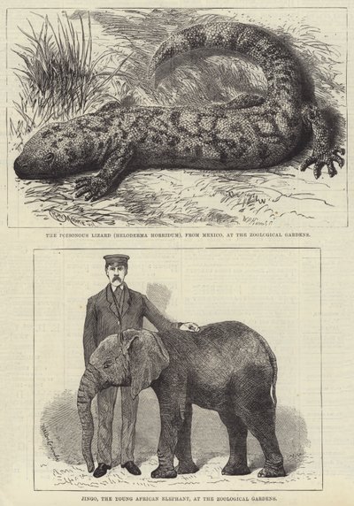 Beboere i London Zoo (gravering) af English School