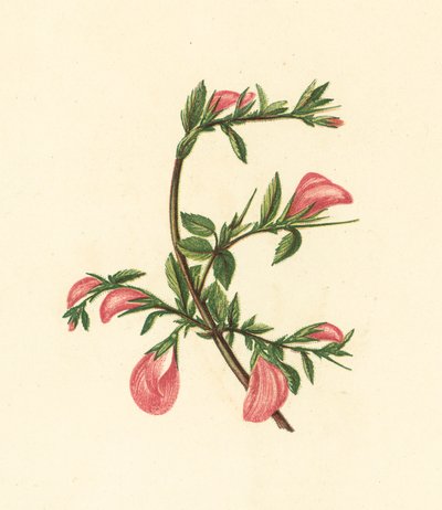 Rest-Harrow, Ononis Arvensis (farvelitografi) af English School