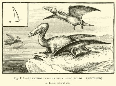 Rhamphorhynchus Bucklandi, Goldf, restored  af English School