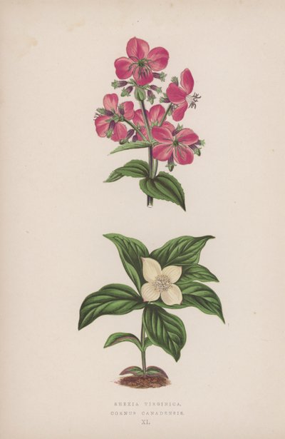 Rhexia Virginica; Cornus Canadensis (farvelitografi) af English School