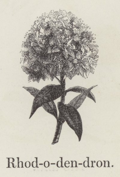 Rhododendron (gravering) af English School