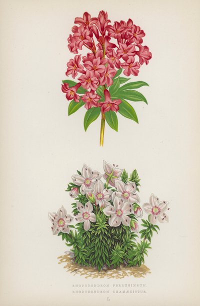 Rhododendron Ferrugineum; Rhododendron Chamaecistus (farvelitografi) af English School