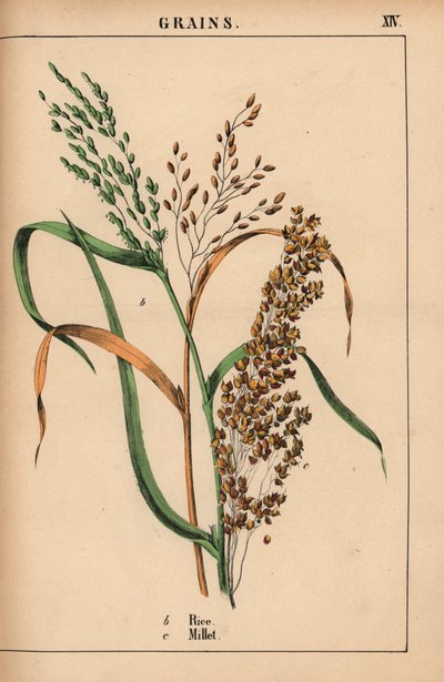 Ris og hirse  , fra "The Instructive Picturebook, or Lessons from the Vegetable World," [Charlotte Mary Yonge], Edinburgh af English School