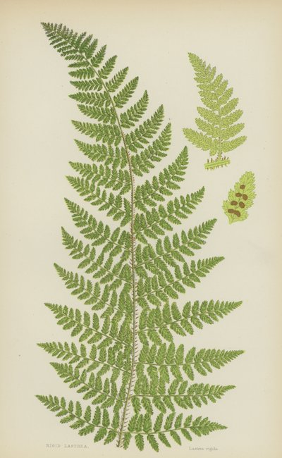 Rigid Lastrea (farve litho) af English School