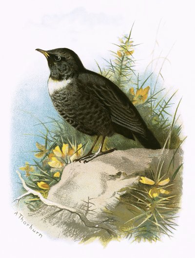 Ring Ouzel af English School