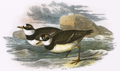 Ringhøne af English School