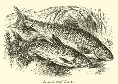 Roach og Dace af English School