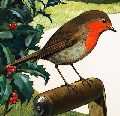 Robin Redbreast (gouache på papir) af English School