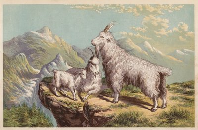 Rocky Mountain Goat, Aplocerus Montanus (farvelitografi) af English School