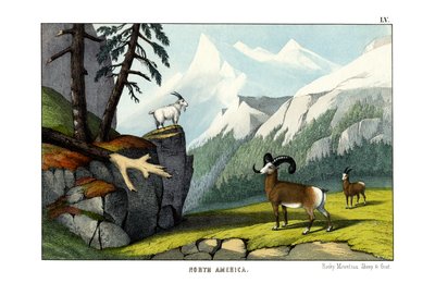 Rocky Mountain-får af English School
