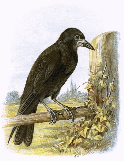 Rook af English School