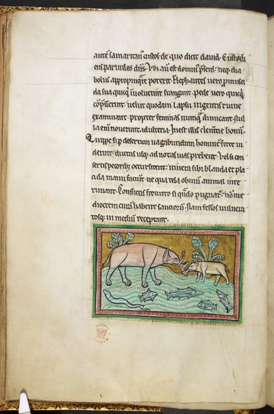 Kongelig 12 F.XIII, f.13v En stor og en lille elefant i et vandløb fuld af fisk.  Bestiary (ff. 3-141), Lapidary (ff. 141v-149)  2. kvartal af det 13. århundrede af English School