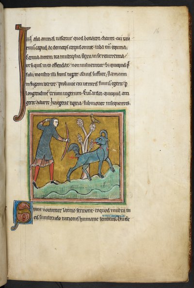 Kongelig 12 F.XIII, f.16   En jæger, der skyder en pil mod et dyr.  Bestiary (ff. 3-141), Lapidary (ff. 141v-149)  2. kvartal af det 13. århundrede af English School