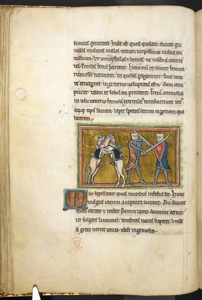 Royal 12 F.XIII, f.42v To riddere kæmper til fods med sværd, mens deres heste kæmper mod hinanden på bagben. , fra Bestiary (ff. 3-141), Lapidary (ff. 141v-149)  , 2. kvartal af det 13. århundrede (vellum) af English School