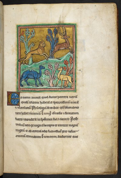 Kongelig 12 F.XIII, f.7   En leopard, der jager en kronhjort, med en kamel og et andet dyr.  fra Bestiary (ff. 3-141), Lapidary (ff. 141v-149)  2. kvartal af det 13. århundrede af English School