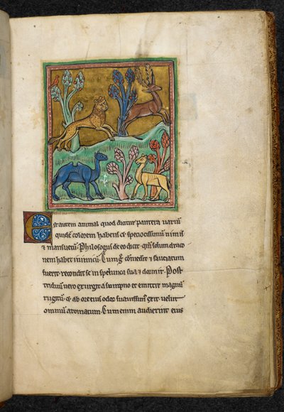 Kongelig 12 F.XIII, f.7 Leopard jager en hjorte med en kamel og et andet dyr.  fra Bestiary (ff. 3-141), Lapidary (ff. 141v-149)  2. kvartal af det 13. århundrede af English School