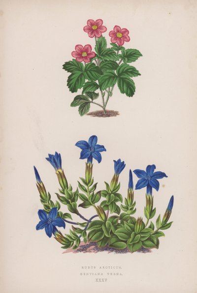 Rubus Arcticus; Gentiana Verna (farve litho) af English School