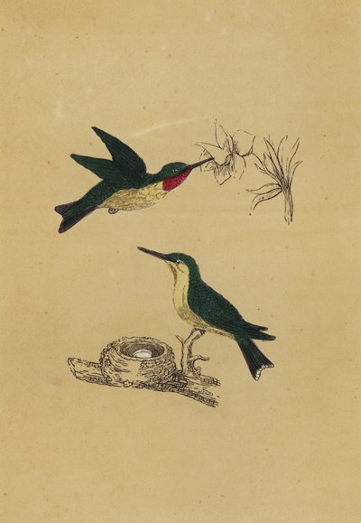 Rubinstrubet kolibri (farvelitografi) af English School