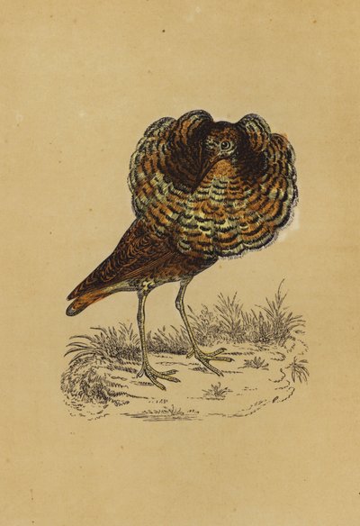 Ruff (farvelitografi) af English School